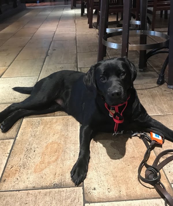 Black labrador laying on beige tiled floor, she has a red lead on and is looking at the camera.